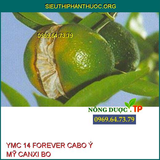 YMC 14 FOREVER CABO Ý MỸ CANXI BO