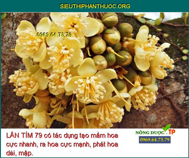 LÂN TÍM 79 có tác dụng tạo mầm hoa cực nhanh, ra hoa cực mạnh, phát hoa dài, mập.