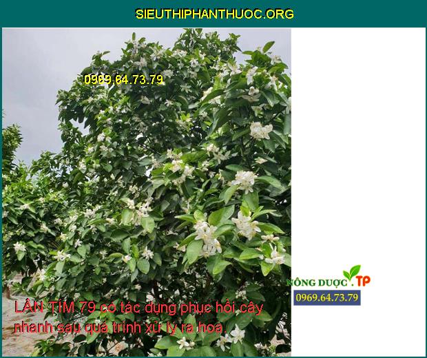 LÂN TÍM 79 có tác dụng phục hồi cây nhanh sau quá trình xử lý ra hoa.