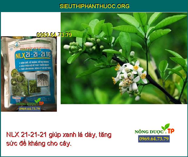 NLX 21-21-21 giúp xanh lá dày, tăng sức đề kháng cho cây.