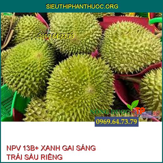 NPV 13B+ XANH GAI SÁNG TRÁI SẦU RIÊNG