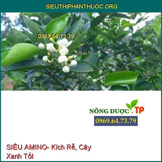 SIÊU AMINO- Kích Rễ, Cây Xanh Tốt,