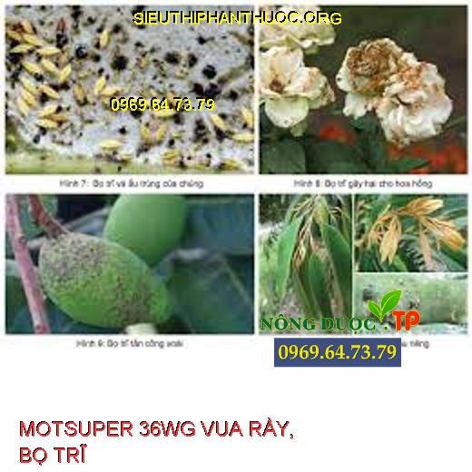 MOTSUPER 36WG VUA RẦY, BỌ TRĨ