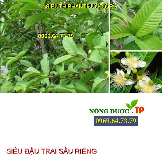 SIÊU ĐẬU TRÁI SẦU RIÊNG