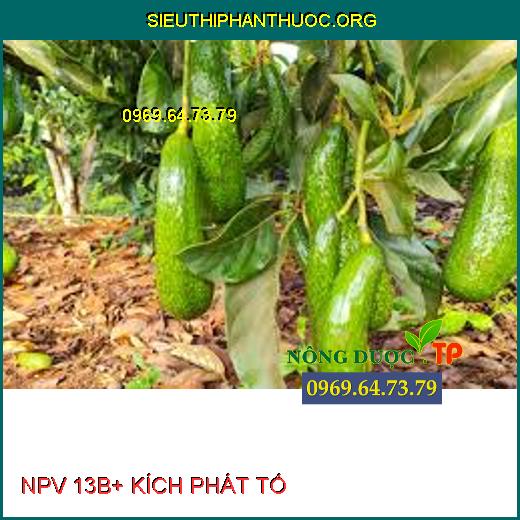 NPV 13B+ KÍCH PHÁT TỐ