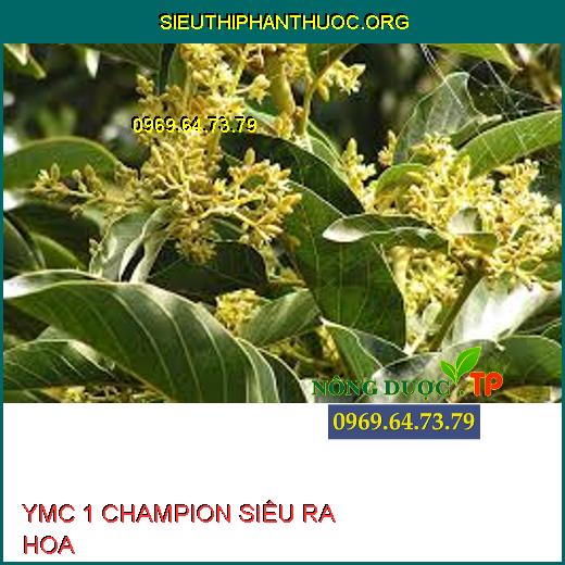 YMC 1 CHAMPION SIÊU RA HOA