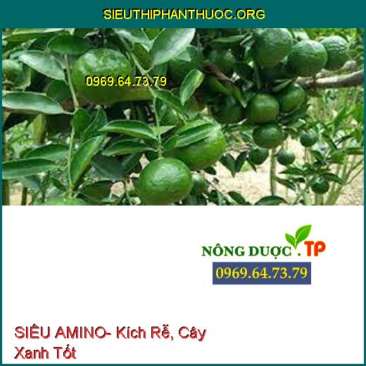 SIÊU AMINO- Kích Rễ, Cây Xanh Tốt,