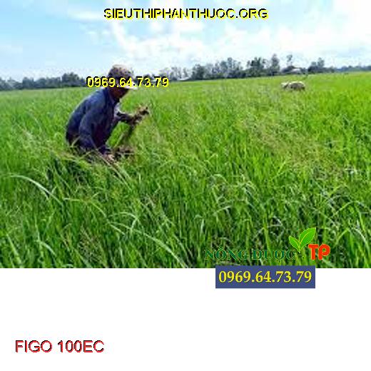 FIGO 100EC
