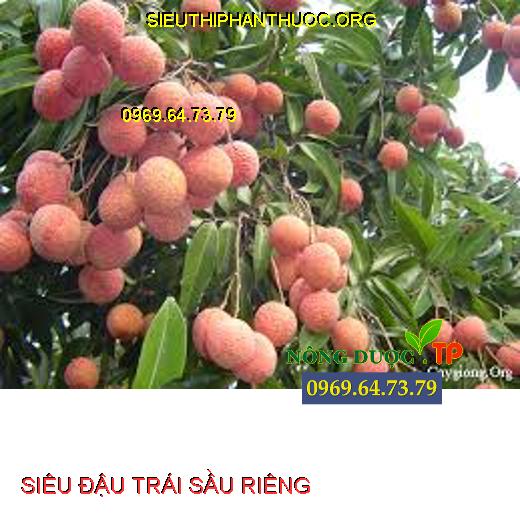 SIÊU ĐẬU TRÁI SẦU RIÊNG