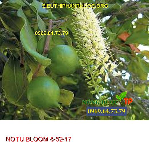 NOTU BLOOM 8-52-17