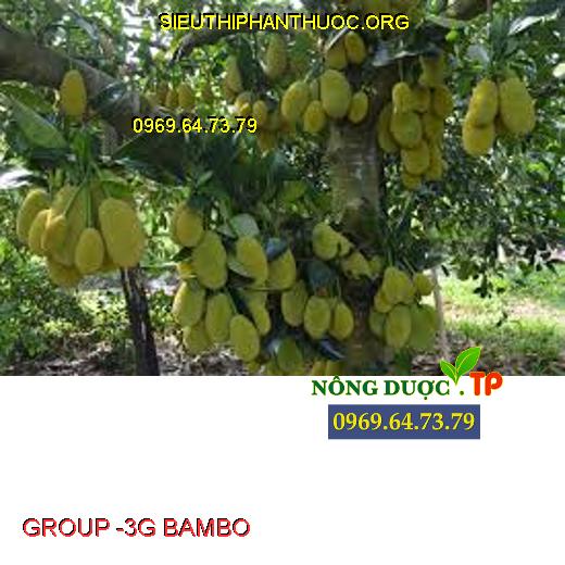 GROUP -3G BAMBO