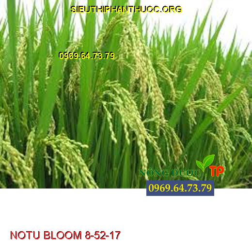 NOTU BLOOM 8-52-17