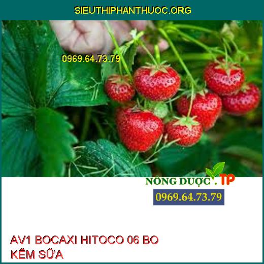 AV1 BOCAXI HITOCO 06 BO KẼM SỮA