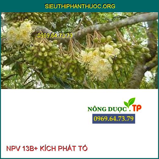 NPV 13B+ KÍCH PHÁT TỐ