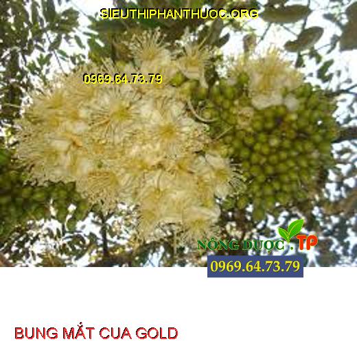 BUNG MẮT CUA GOLD