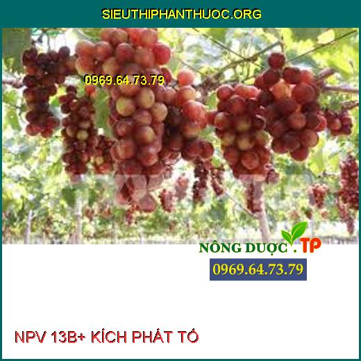 NPV 13B+ KÍCH PHÁT TỐ