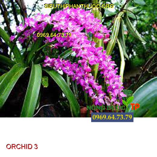 ORCHID 3