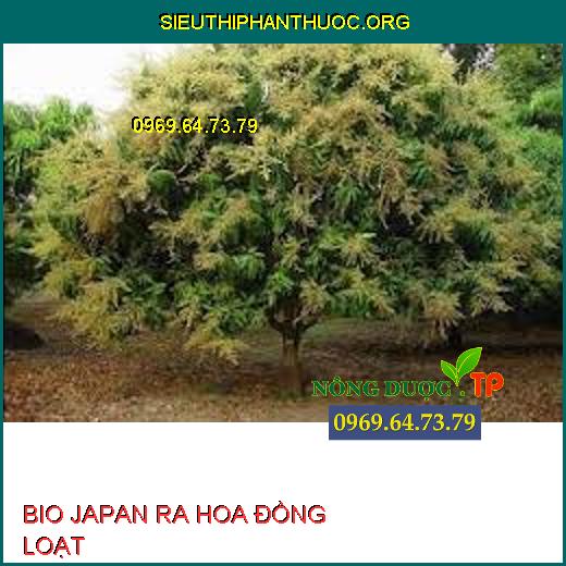 BIO JAPAN RA HOA ĐỒNG LOẠT