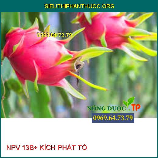 NPV 13B+ KÍCH PHÁT TỐ