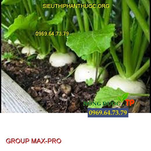 GROUP MAX-PRO