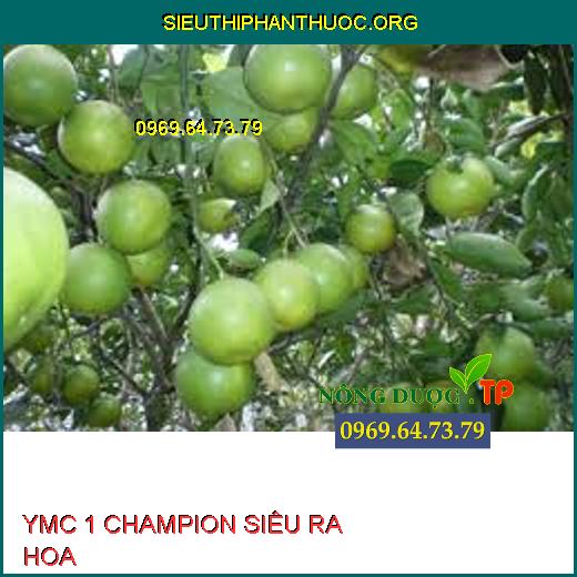 YMC 1 CHAMPION SIÊU RA HOA