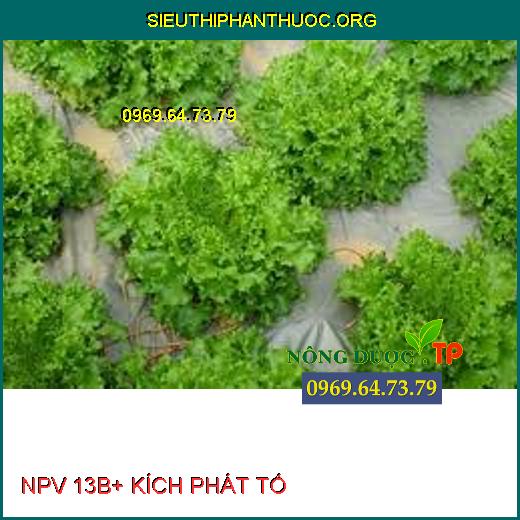 NPV 13B+ KÍCH PHÁT TỐ