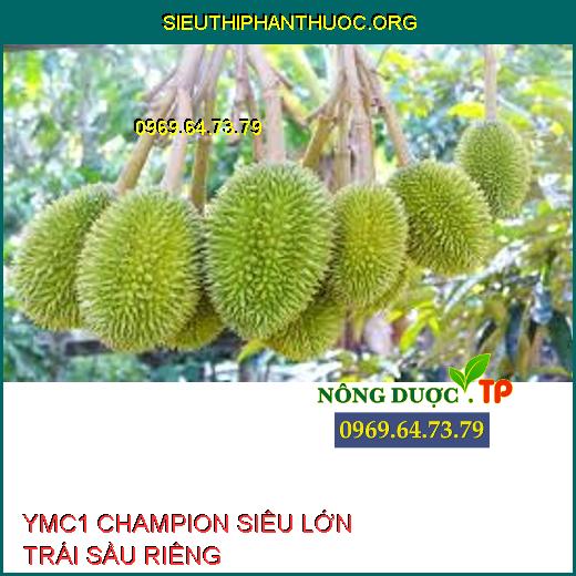 YMC1 CHAMPION SIÊU LỚN TRÁI SẦU RIÊNG