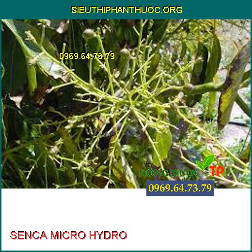 SENCA MICRO HYDRO 