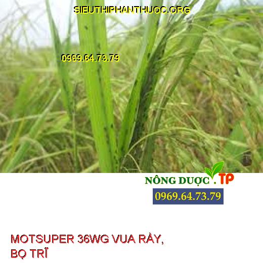 MOTSUPER 36WG VUA RẦY, BỌ TRĨ