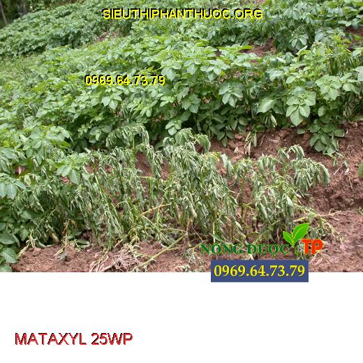 MATAXYL 25WP