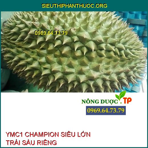 YMC1 CHAMPION SIÊU LỚN TRÁI SẦU RIÊNG