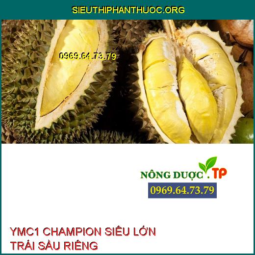 YMC1 CHAMPION SIÊU LỚN TRÁI SẦU RIÊNG