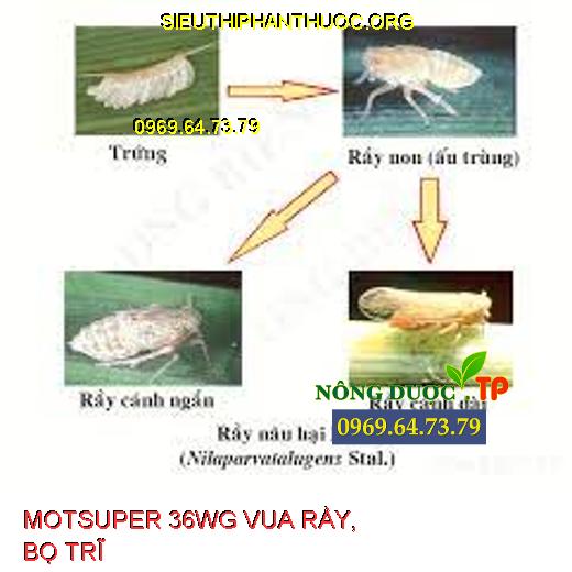 MOTSUPER 36WG VUA RẦY, BỌ TRĨ- Thuốc Đặc Trị Sâu, Rầy Nâu, Bọ Trĩ ...