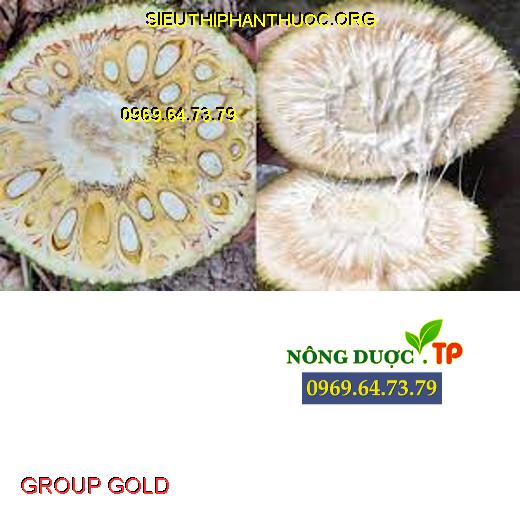 GROUP GOLD