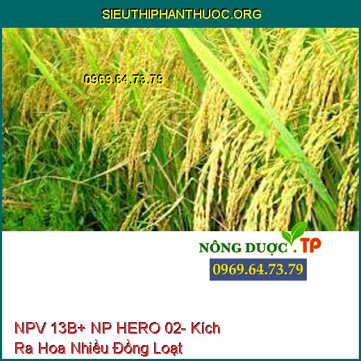 NPV 13B+ NP HERO 02- Kích Ra Hoa Nhiều Đồng Loạt