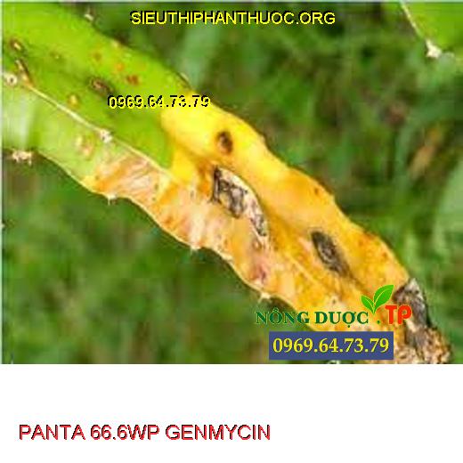 PANTA 66.6WP GENMYCIN