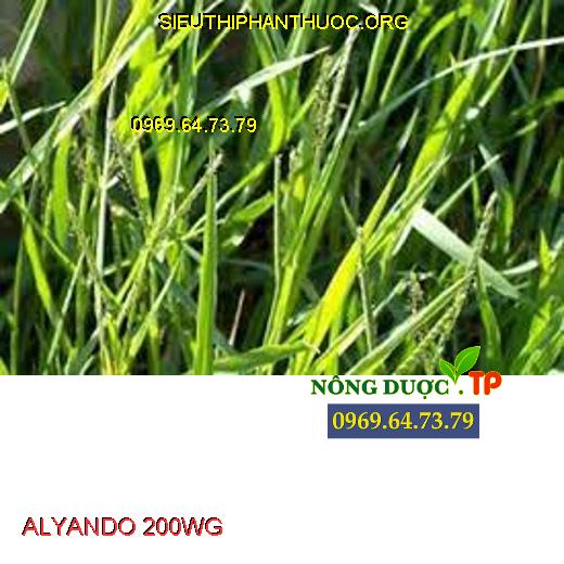 ALYANDO 200WG
