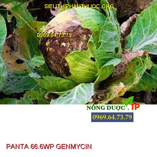 PANTA 66.6WP GENMYCIN