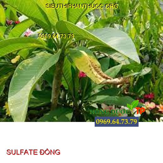 SULFATE ĐỒNG