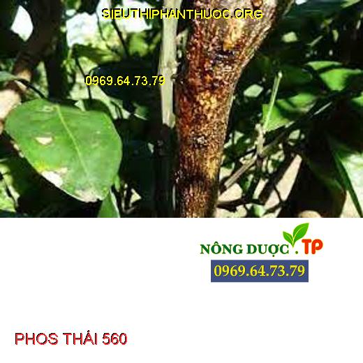 PHOS THÁI 560