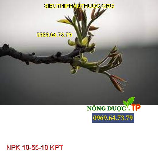 NPK 10-55-10 KPT