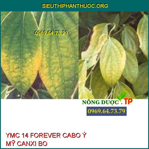 YMC 14 FOREVER CABO Ý MỸ CANXI BO