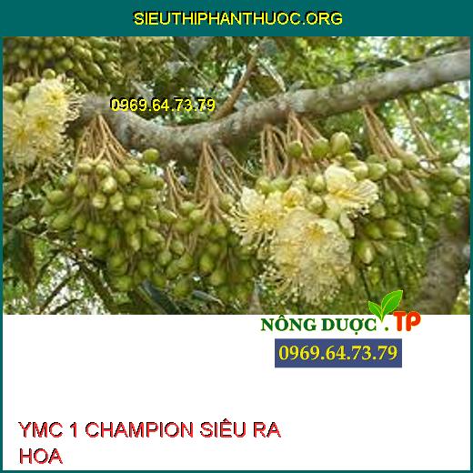 YMC 1 CHAMPION SIÊU RA HOA