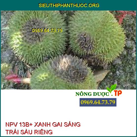 NPV 13B+ XANH GAI SÁNG TRÁI SẦU RIÊNG