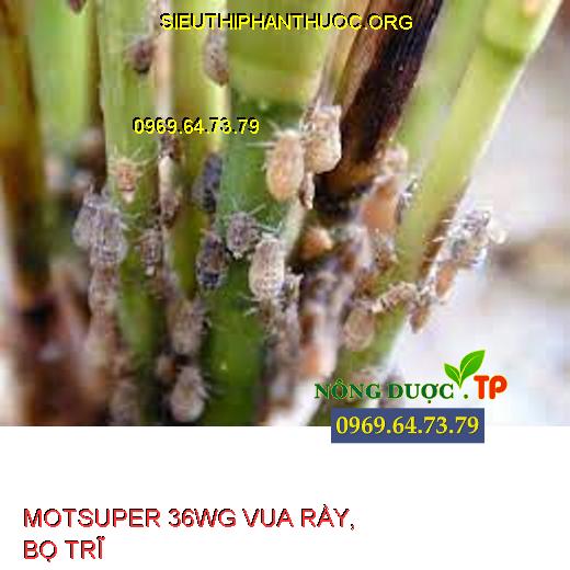 MOTSUPER 36WG VUA RẦY, BỌ TRĨ