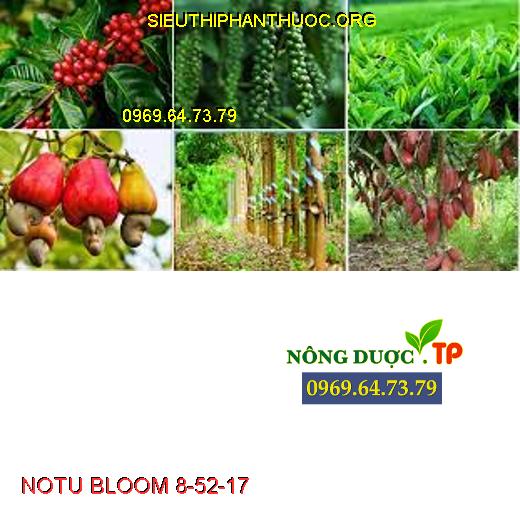 NOTU BLOOM 8-52-17