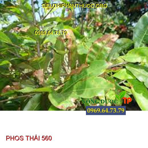 PHOS THÁI 560