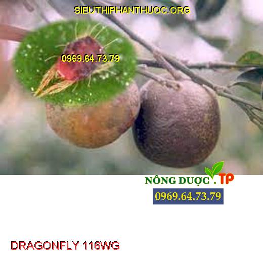 DRAGONFLY 116WG