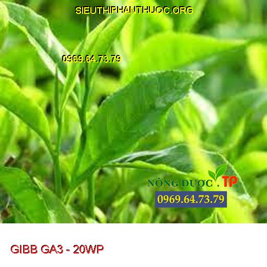 GIBB GA3 - 20WP