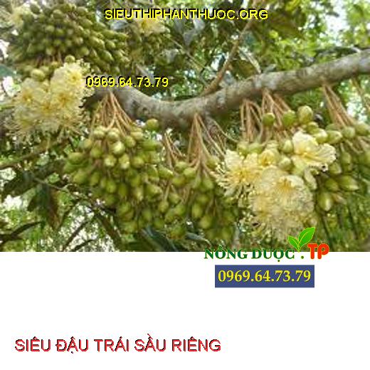 SIÊU ĐẬU TRÁI SẦU RIÊNG